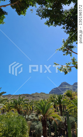 Cacti thrive in the Canary Islands arid volcanic landscapes under bright blue skies, perfectly adapted to the hot, dry climate Cacti thrive in the Canary Islands arid volcanic landscapes under bright blue skies, perfectly adapted to the hot, dry climate 130196572