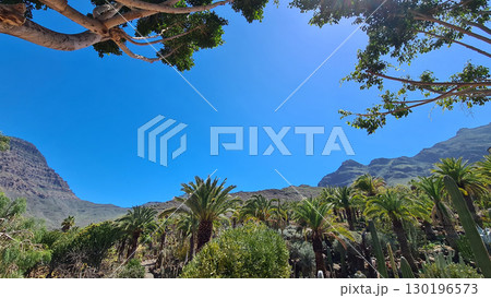 Cacti thrive in the Canary Islands arid volcanic landscapes under bright blue skies, perfectly adapted to the hot, dry climate Cacti thrive in the Canary Islands arid volcanic landscapes under bright blue skies, perfectly adapted to the hot, dry climate 130196573