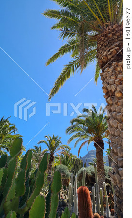 Cacti thrive in the Canary Islands arid volcanic landscapes under bright blue skies, perfectly adapted to the hot, dry climate 130196577