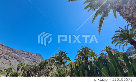 Cacti thrive in the Canary Islands arid volcanic landscapes under bright blue skies, perfectly adapted to the hot, dry climate 130196579