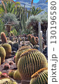 Cacti thrive in the Canary Islands arid volcanic landscapes under bright blue skies, perfectly adapted to the hot, dry climate 130196580