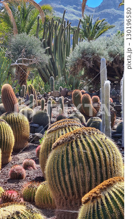 Cacti thrive in the Canary Islands arid volcanic landscapes under bright blue skies, perfectly adapted to the hot, dry climate Cacti thrive in the Canary Islands arid volcanic landscapes under bright blue skies, perfectly adapted to the hot, dry climate 130196580