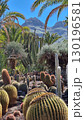 Cacti thrive in the Canary Islands arid volcanic landscapes under bright blue skies, perfectly adapted to the hot, dry climate 130196581