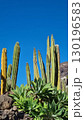 Cacti thrive in the Canary Islands arid volcanic landscapes under bright blue skies, perfectly adapted to the hot, dry climate 130196583