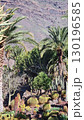 Cacti thrive in the Canary Islands arid volcanic landscapes under bright blue skies, perfectly adapted to the hot, dry climate 130196585