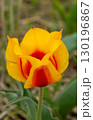 Yellow tulip with red petals in close-up 130196867