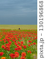 A person stands at the edge of an endless field of red tulips under a cloudy sky 130196868
