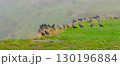 A flock of crows perched on a green hill in misty weather 130196884