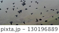 A flock of crows flying in the misty sky above the hills 130196889