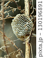 Empty wasp nest among dry branches in close-up 130196891