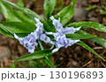 Wild blue iris with raindrops among green leaves 130196893
