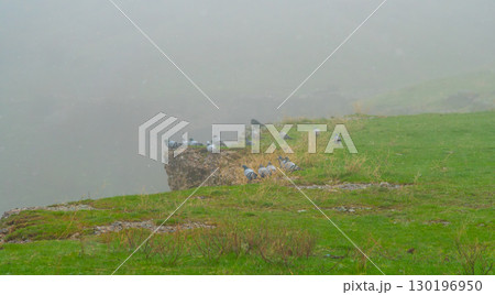Pigeons perched on a green hill in misty weather 130196950