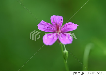 軽井沢町植物園で撮ったアサマフウロの花 130197290