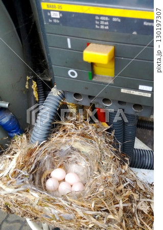 Bird Nest Found in an Electrical Cabinet Displaying Eggs and Wires in an Outdoor Setting Bird Nest Found in an Electrical Cabinet Displaying Eggs and Wires in an Outdoor Setting 130197307