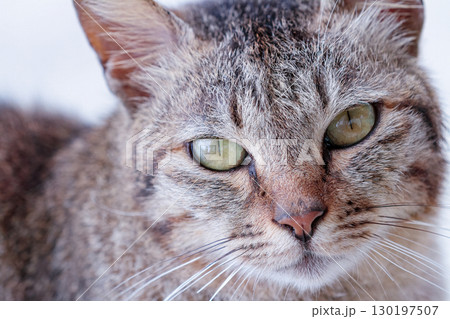 緑色の目が印象的な猫の顔のアップ 130197507