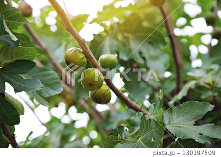 Closeup Ficus carica known as fig tree with green leaves and the fruit with blurred background in summer time 130197509