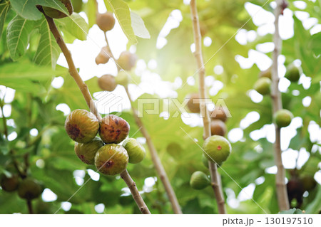 Closeup Ficus carica known as fig tree with green leaves and the fruit with blurred background in summer time 130197510