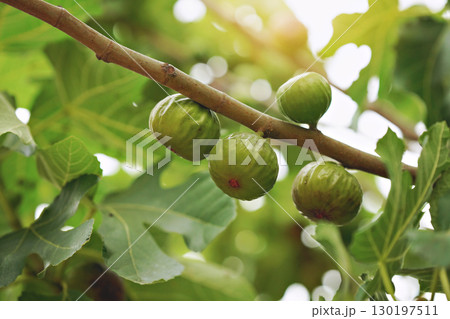 Closeup Ficus carica known as fig tree with green leaves and the fruit with blurred background in summer time 130197511