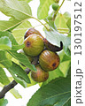 Closeup Ficus carica known as fig tree with green leaves and the fruit with blurred background in summer time 130197512
