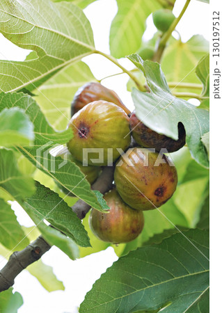 Closeup Ficus carica known as fig tree with green leaves and the fruit with blurred background in summer time 130197512