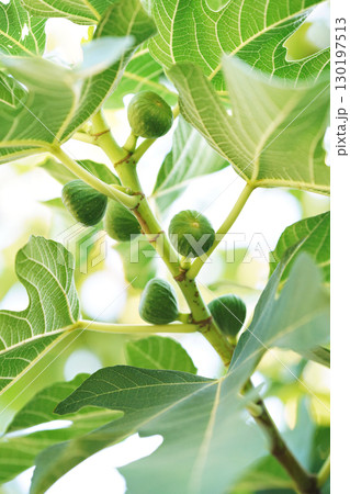 Closeup Ficus carica known as fig tree with green leaves and the fruit with blurred background in summer time Closeup Ficus carica known as fig tree with green leaves and the fruit with blurred background in summer time 130197513