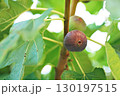 Closeup Ficus carica known as fig tree with green leaves and the fruit with blurred background in summer time 130197515