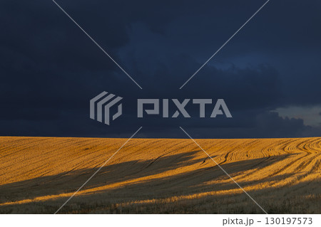 Golden field meeting dark stormy clouds in Provence, France Golden field meeting dark stormy clouds in Provence, France 130197573