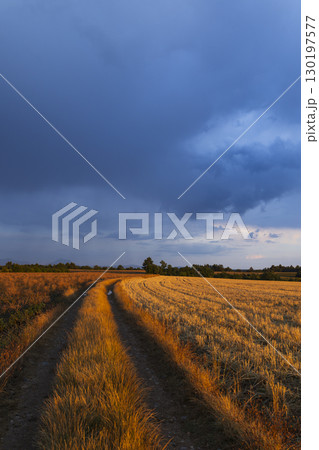 Dirt road crossing fields in Provence at sunset under dramatic sky Dirt road crossing fields in Provence at sunset under dramatic sky 130197577