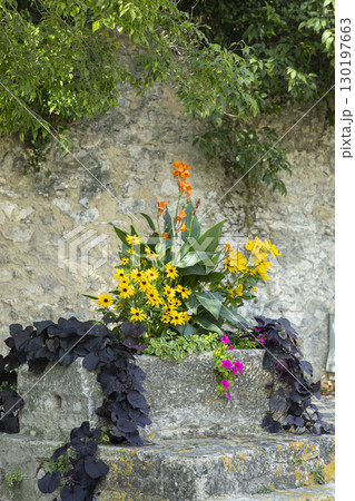Colorful flowers growing in a stone flowerbed near an old wall 130197663