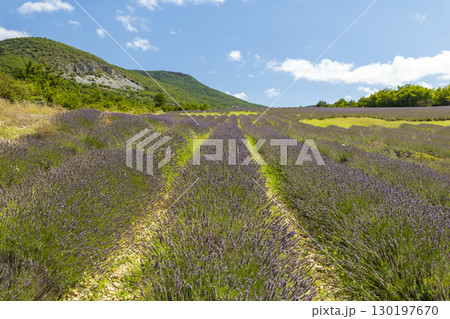 Lavender field in bloom creating a breathtaking landscape in Drome, France Lavender field in bloom creating a breathtaking landscape in Drome, France 130197670