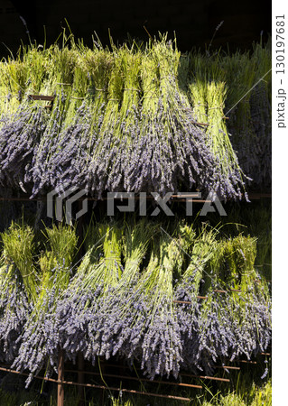 Bunches of lavender drying on racks in Mevouillon, Drome, France 130197681