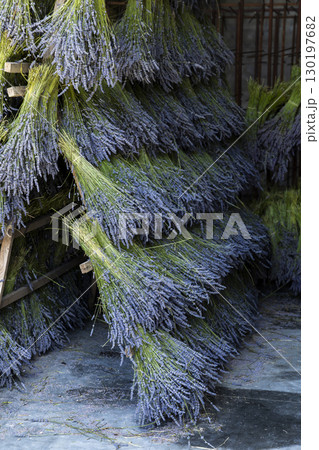 Drying lavender bouquets hanging in a barn in Mevouillon, France Drying lavender bouquets hanging in a barn in Mevouillon, France 130197682