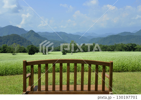 ベンチのある高原のソバ畑 130197701