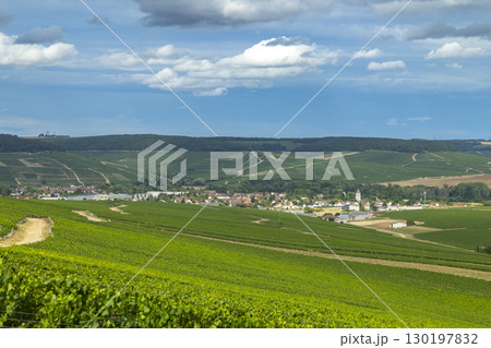 Chablis vineyards covering rolling hills in Bourgogne, France, under a cloudy summer sky 130197832
