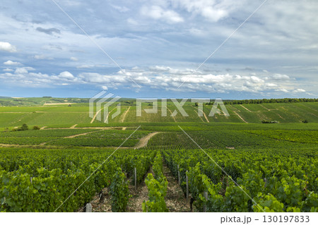 Lush vineyards growing under cloudy sky in Chablis, France 130197833