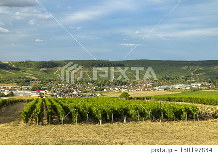 Chablis vineyards covering the hills of Bourgogne in France 130197834