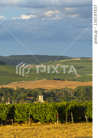 Scenic view of vineyards and villages in the Champagne region under cloudy sky 130197837