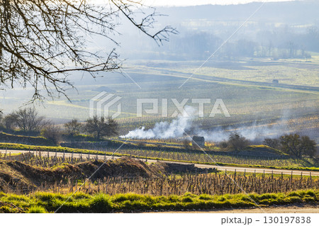 Smoke rising from burning vine cuttings in Burgundy vineyards in winter, Santenay, France 130197838