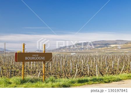 Burgundy vineyard landscape with sign indicating wine region in Cote d'Or, France 130197841