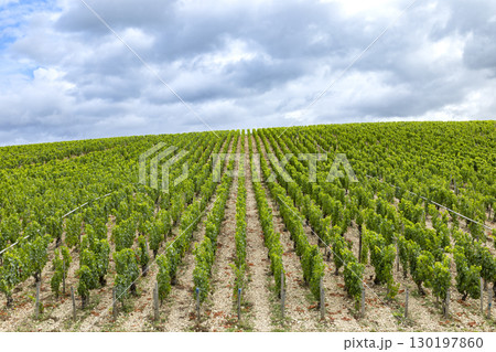 Green vineyard rows growing on hill in Chablis, France under cloudy sky Green vineyard rows growing on hill in Chablis, France under cloudy sky 130197860
