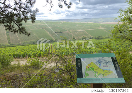 Map showing Grands Crus vineyards with cloudy sky in Chablis, Bourgogne Franche Comte, France 130197862