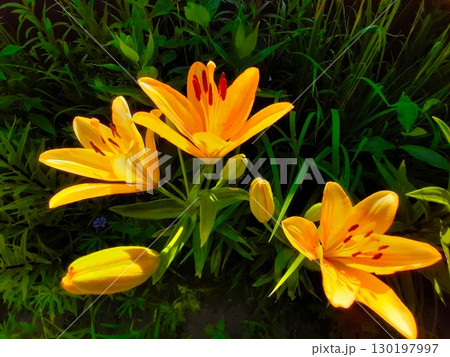 Bright Yellow Lily Flowers Bloom Gracefully in a Garden During Springtime 130197997