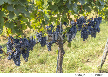 Vineyard with Zweigeltrebe (Zweigeltrebe Blau), Lower Austria, Austria Vineyard with Zweigeltrebe (Zweigeltrebe Blau), Lower Austria, Austria 130198038