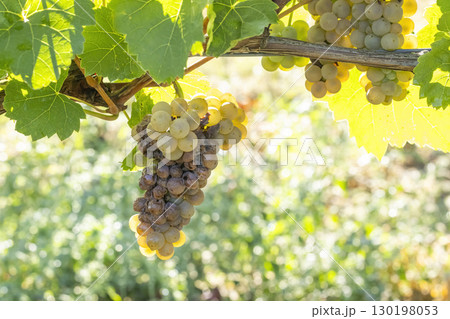 white grapes infested with rot and mold 130198053