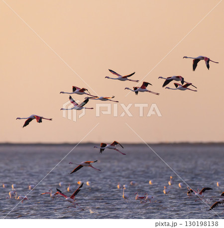 Greater flamingos flying over the Camargue wetland at sunset in Provence, France Greater flamingos flying over the Camargue wetland at sunset in Provence, France 130198138