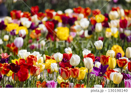 Colorful tualips blooming in spring garden Colorful tualips blooming in spring garden 130198140