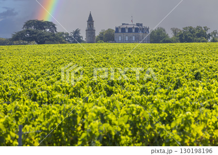 Typical vineyards near Chateau la Tour de By, Bordeaux, Aquitaine, France 130198196