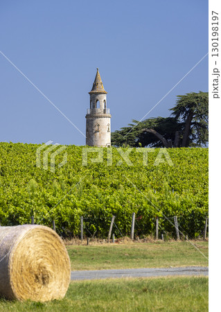 Typical vineyards near Chateau la Tour de By, Bordeaux, Aquitaine, France 130198197