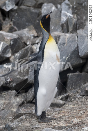 Emperor penguin,Aptenodytes forsteri, in Port Lockroy, Goudier island, Antartica. Emperor penguin,Aptenodytes forsteri, in Port Lockroy, Goudier island, Antartica. 130198292