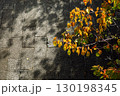 紅葉した桜の木と木漏れ日の石畳 130198345